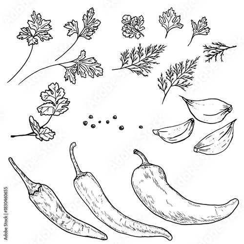Dill sprigs, hot pepper, garlic cloves and a sprig of parsley, black and white sketch. Vector illustration. A set of kitchen herbs and spices is isolated on a white background. For menus, recipes, 