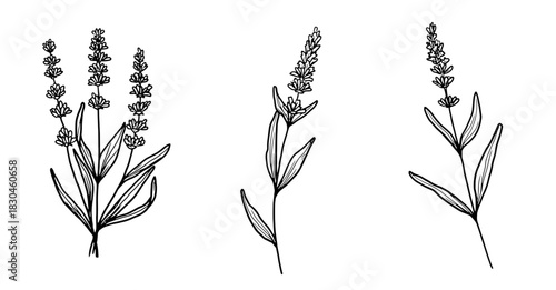 Lavender twig with leaves, black and white sketch. Vector illustration. Set of kitchen herbs, isolated on white background. For menus, recipes, for printing on textiles and on packages, farmers' fairs