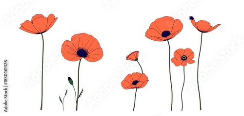 Set of minimalist hand-drawn poppy flower line art illustrations, isolated on white background, minimalist, sketch
