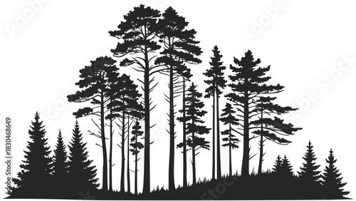 Vector illustration of silhouette of a dense pine forest cluster with tall evergreen trees
