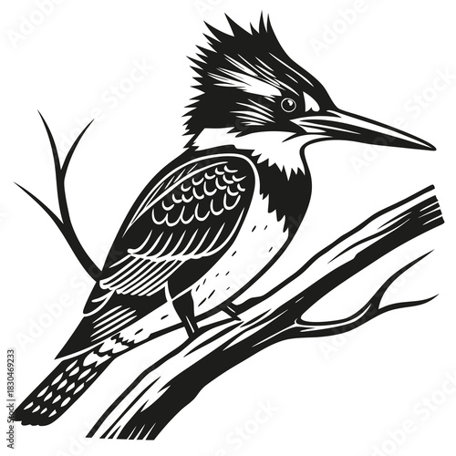 Vector illustration of black and white woodcut style illustration of a belted kingfisher perched on a tree branch