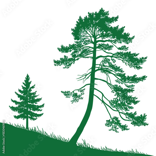 Vector illustration of silhouette of a large, leaning pine tree next to a smaller evergreen on a grassy slope