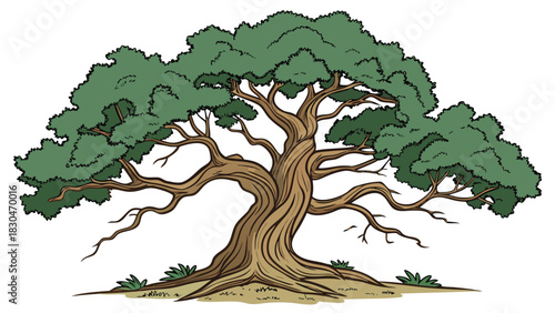 Vector illustration of stylized illustration of a large, ancient, gnarled oak tree with a dense green canopy