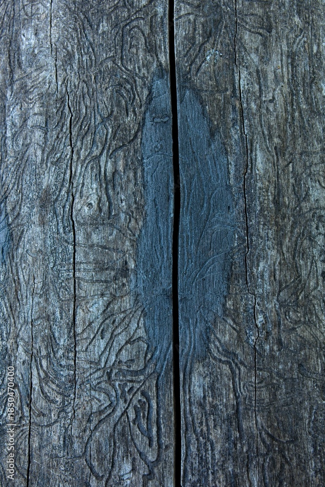Fototapeta premium Close-up of intricate patterns visible on the wood are bark beetle galleries, which are feeding tunnels created by the larvae of bark beetles in summer, Abruka, Saaremaa, Estonia.