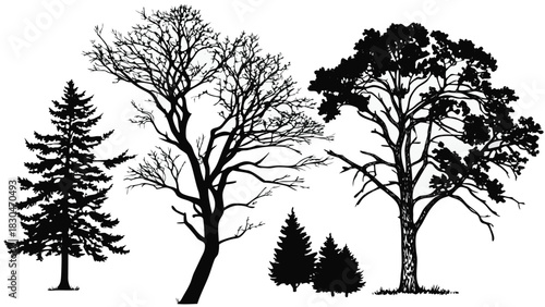 Vector illustration silhouette of various trees, including evergreen and deciduous species, creating a natural and diverse scene