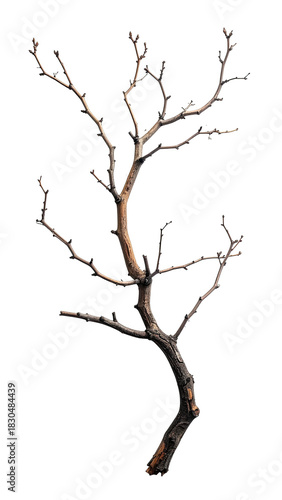 Bare, gnarled tree branch against black