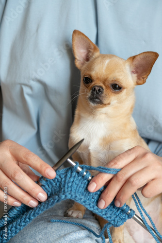 Cute Chihuahua Sitting on Lap During Knitting. A woman knit with knitting needles,closeup shot