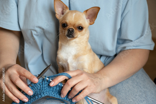 Dog Relaxing While Owner Crafts With Yarn. A woman knit with knitting needles,closeup shot
