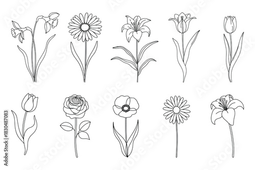 Elegant line art illustration of a delicate flower with intricate petals and stem rendered in a classic black and white style for versatile design applications