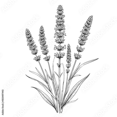 A sprig of lavender with leaves, a black and white sketch. Vector illustration. Medicinal and cosmetic herbs are isolated on a white background.44