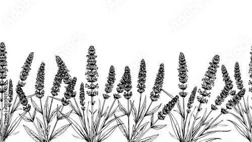 A sprig of lavender with leaves, a black and white sketch. Vector illustration. Medicinal and cosmetic herbs on a seamless border, isolated on a white background.48