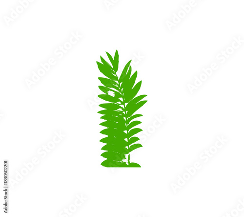 fern leaf isolated on white