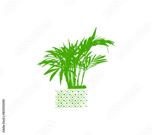 plant in a pot, palm in a pot