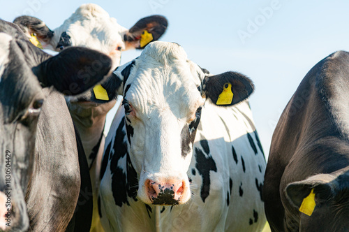 Holstein Friesian dairy cows on grass on sunny day