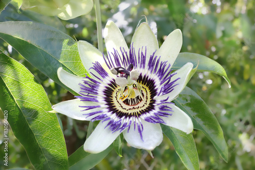 Une belle fleur du fruit de la passion