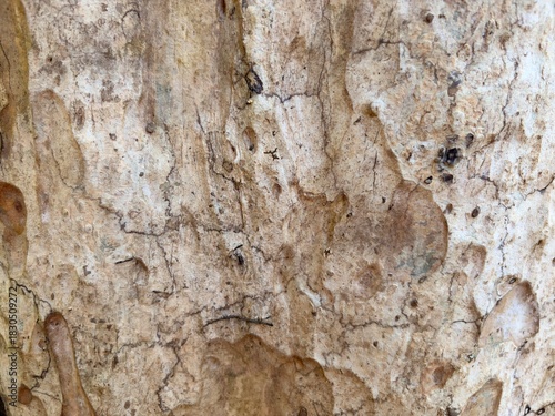 Close-up of textured wood surface in nature.