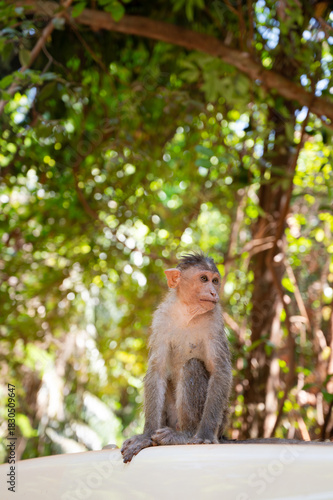 Rhesus monkey, barbary macaque ape sitting on a car roof, conflict of wildlife and urban environment in India, mischieve animal in city