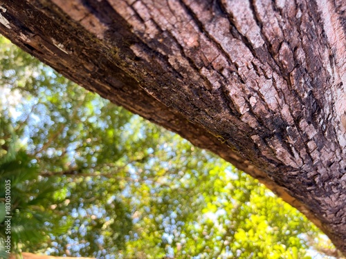 Close-up of tree bark and green foliage.