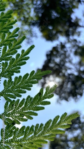 Close-up of vibrant green fern leaves.