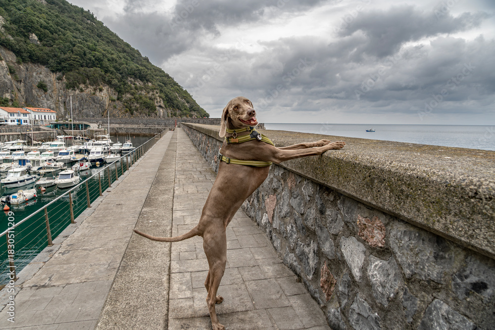 Obraz premium Happy Weimaraner Dog Standing on Two Legs on a Stone Wall Overlooking the Sea