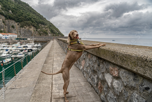 Happy Weimaraner Dog Standing on Two Legs on a Stone Wall Overlooking the Sea