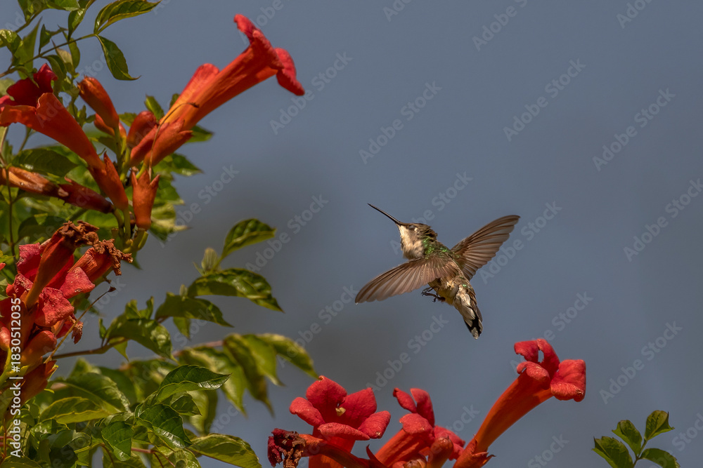 Fototapeta premium Female Ruby-throated Hummingbird hovers in a garden of trumpet flowers