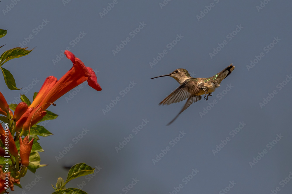 Fototapeta premium Female Ruby-throated Hummingbird hovers in a garden of trumpet flowers