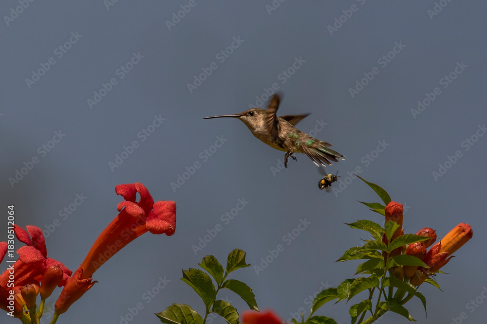 Fototapeta premium Female Ruby-throated Hummingbird hovers in a garden of trumpet flowers