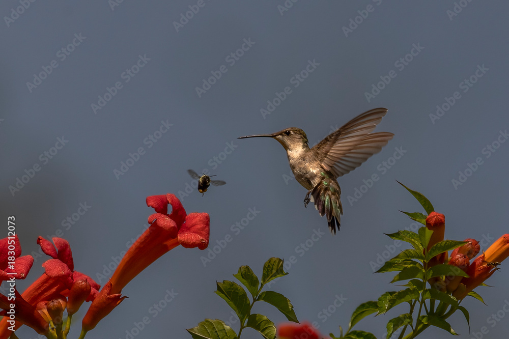 Fototapeta premium Female Ruby-throated Hummingbird hovers in a garden of trumpet flowers