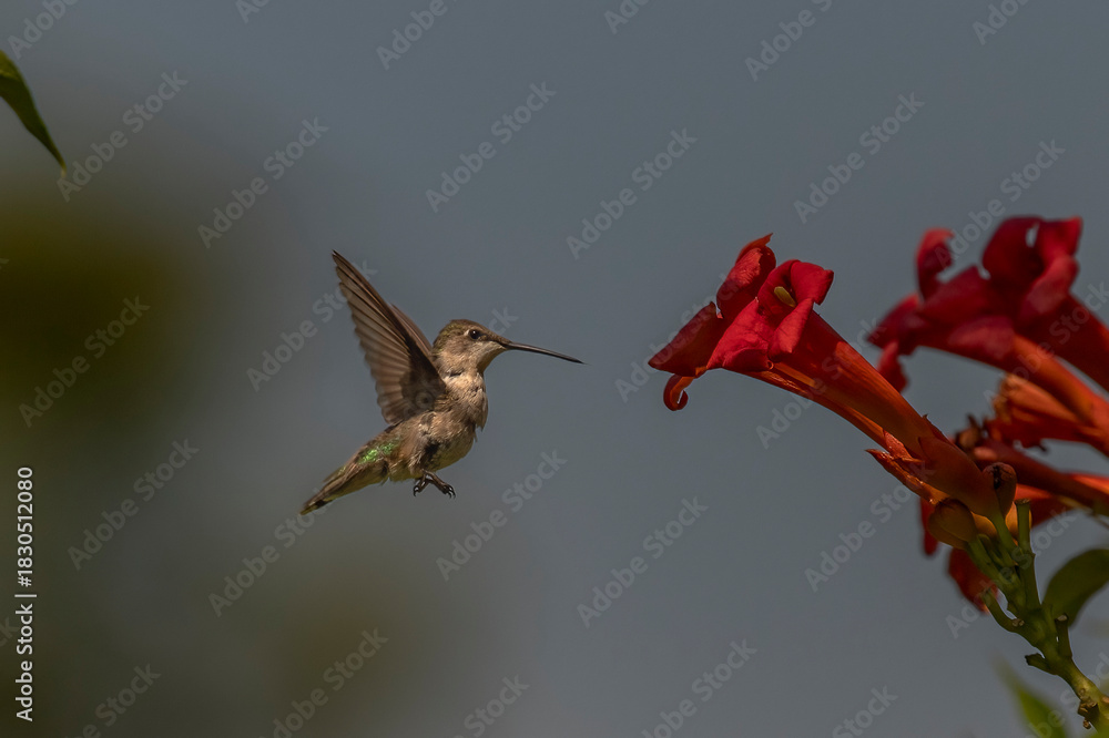 Fototapeta premium Female Ruby-throated Hummingbird hovers in a garden of trumpet flowers