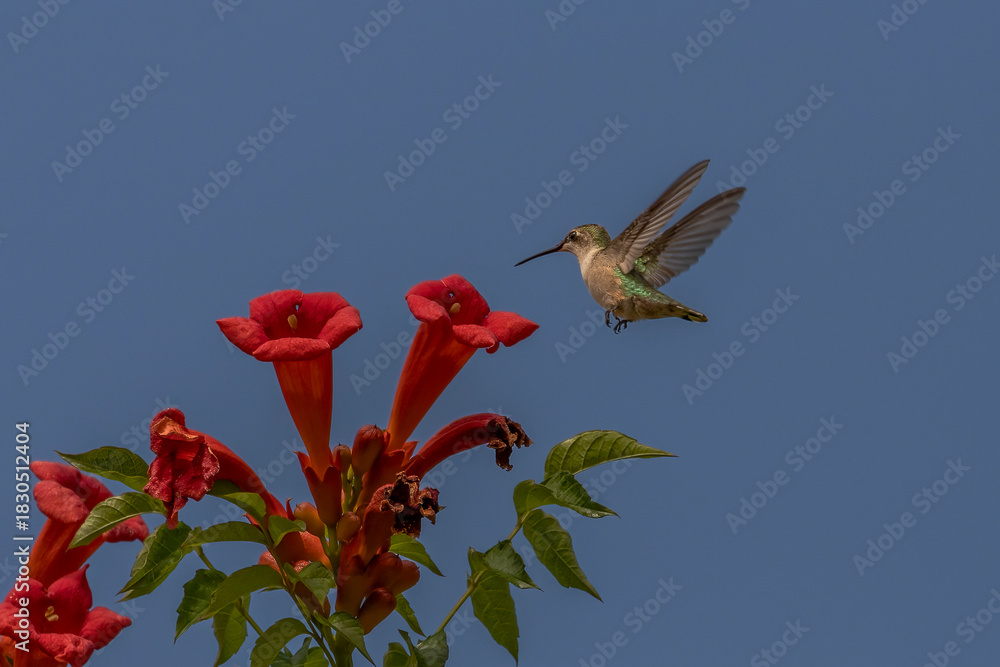Obraz premium Female Ruby-throated Hummingbird checks out a trumpet flower for nectar