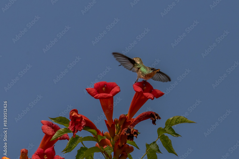 Obraz premium Female Ruby-throated Hummingbird lands on the petal of a trumpet flower