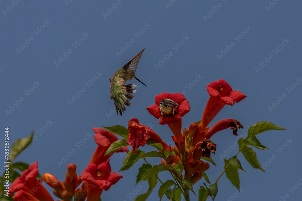 Obraz premium Female Ruby-throated Hummingbird chases another hummingbird out of a trumpet flower