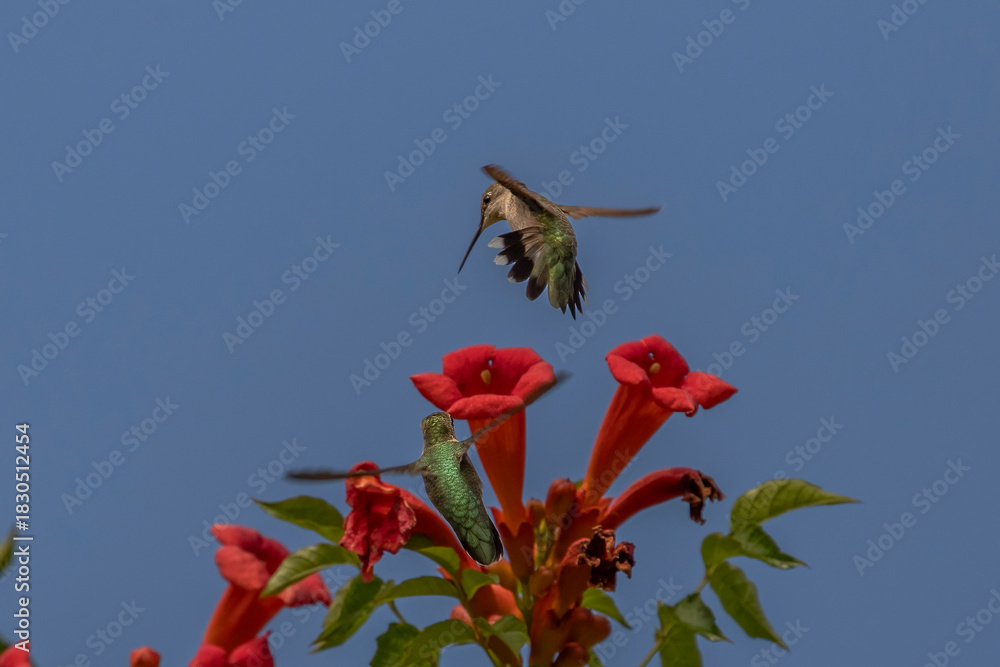 Obraz premium Female Ruby-throated Hummingbird chases another hummingbird out of a trumpet flower