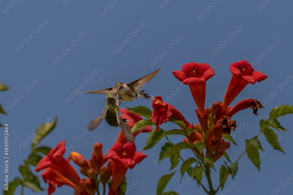 Fototapeta premium Female Ruby-throated Hummingbirds battle over trumpet flowers