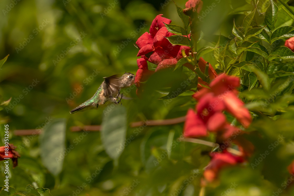 Fototapeta premium Female Ruby-throated Hummingbird drinks nectar from a trumpet flower