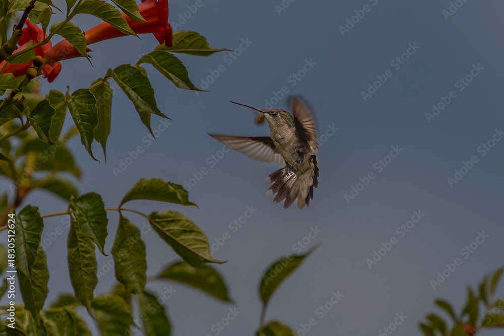 Obraz premium Female Ruby-throated Hummingbird hovers in a garden of trumpet flowers