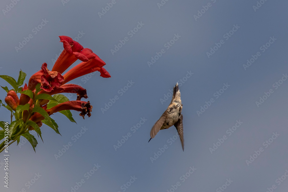 Fototapeta premium Female Ruby-throated Hummingbird dives towards trumpet flowers