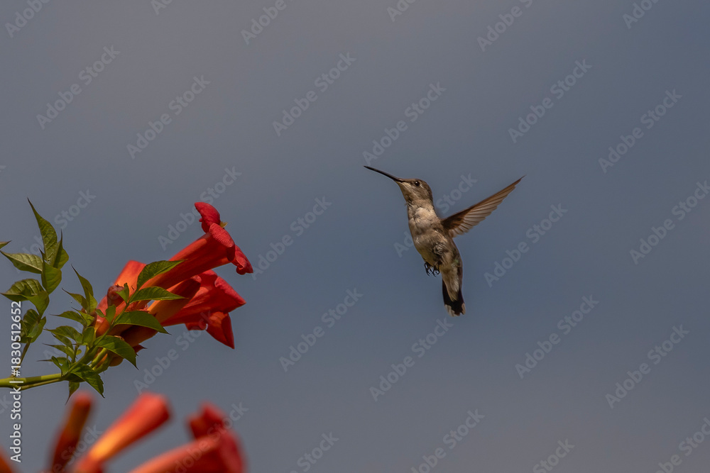 Fototapeta premium Female Ruby-throated Hummingbird hovers over a trumpet flower