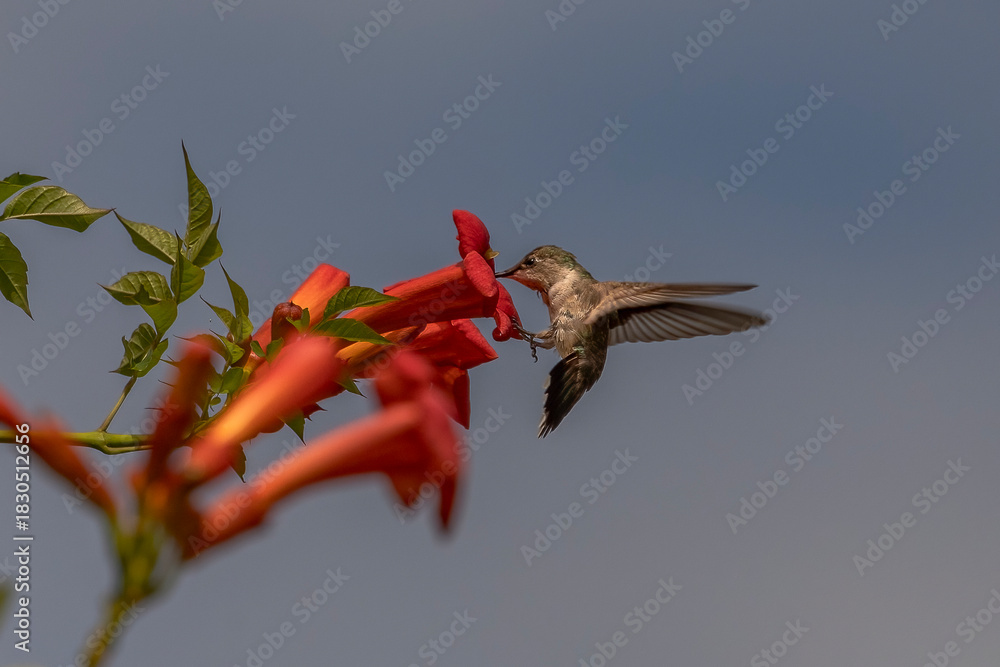 Fototapeta premium Female Ruby-throated Hummingbird drinks nectar from a trumpet flower