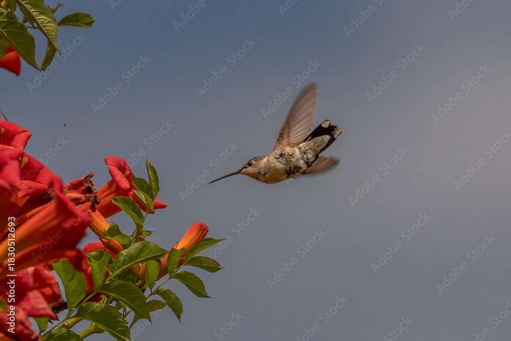 Obraz premium Female Ruby-throated Hummingbird dives towards trumpet flowers