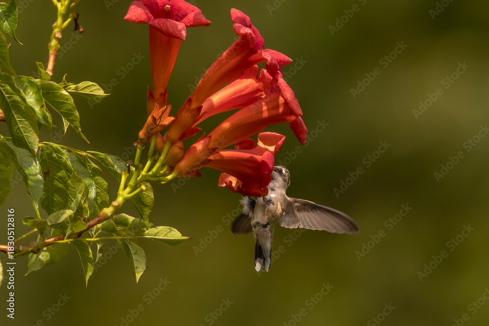 Obraz premium Female Ruby-throated Hummingbird drinks nectar from a trumpet flower