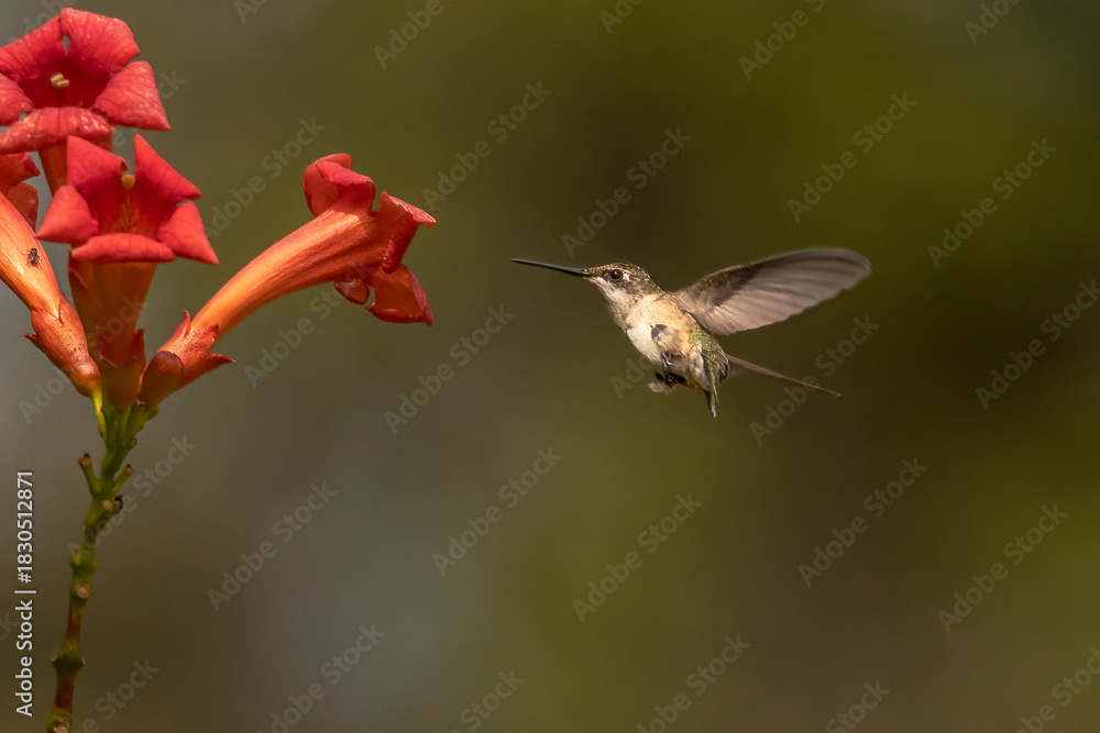Obraz premium Female Ruby-throated Hummingbird hovers in a garden of trumpet flowers