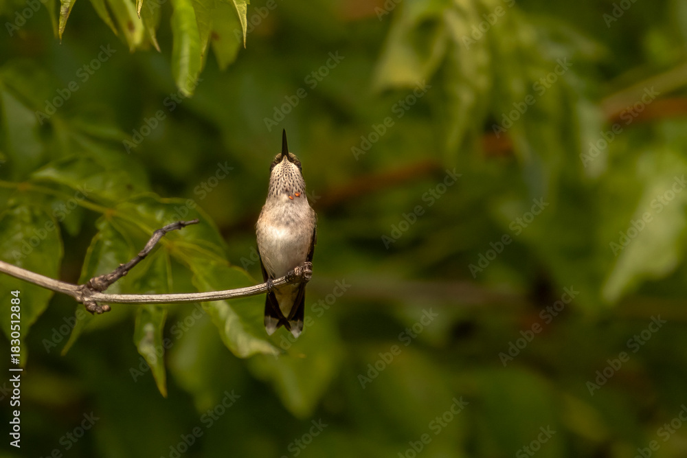 Obraz premium Juvenile male Ruby-throated Hummingbird poses while perched on a twig