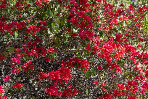Gros plan sur un bougainvillier rouge