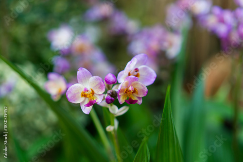 Delicate purple and white ground orchids in close-up. Vibrant tropical bloom against a lush green background. Tranquil macro nature shot.