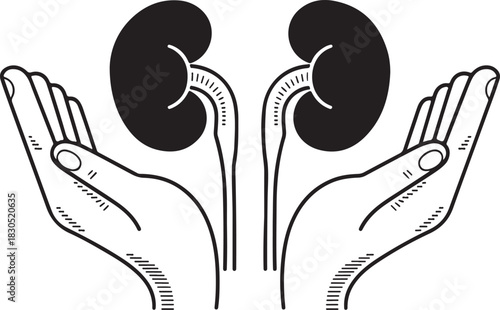 Protecting kidney health hands gently holding and supporting human kidneys