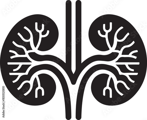 Stylized human kidneys illustration showing anatomy and function