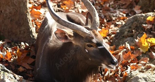 Wild Tragelaphus angasii male resting in autumn sunlight.
