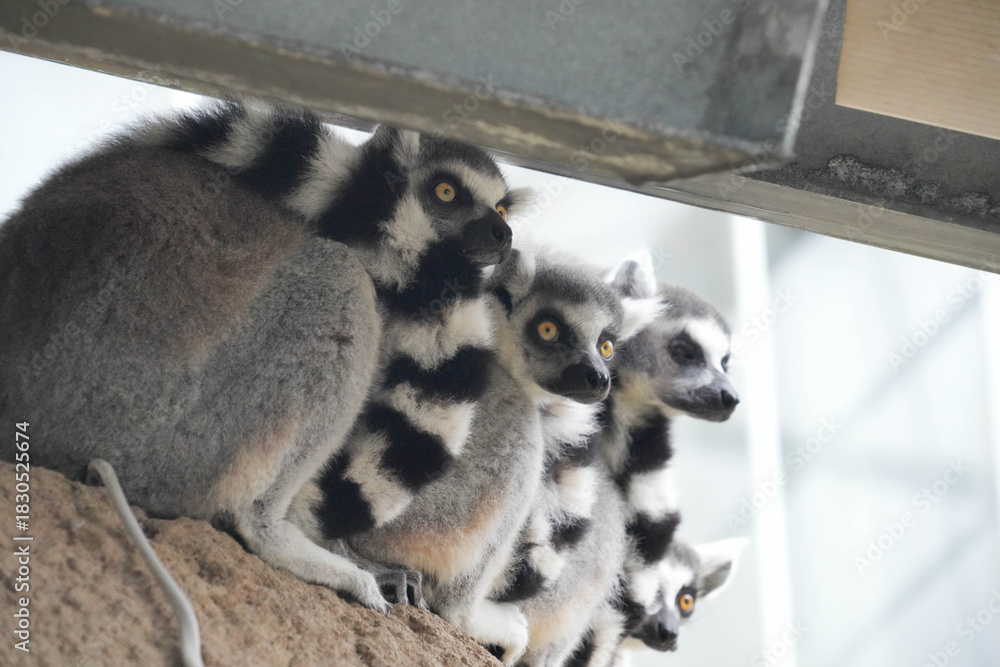 Obraz premium 集まるワオキツネザル